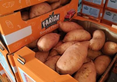 Fresh-Sweet-Potato-2