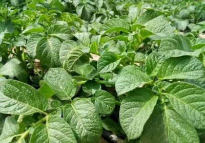 حقل-بطاطيس-للبيع