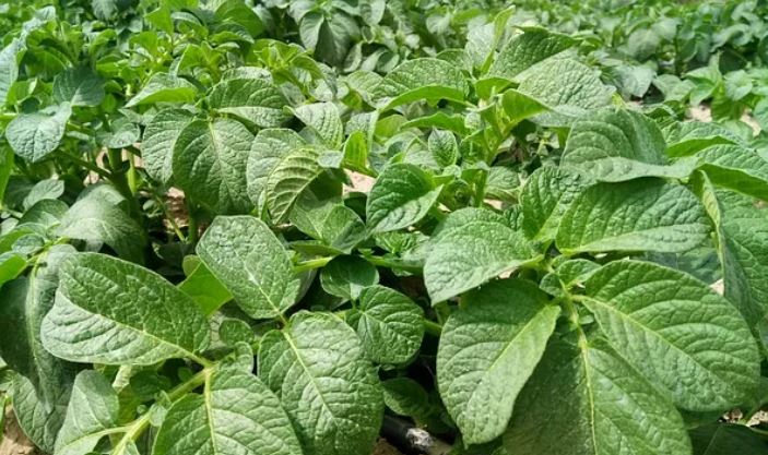 pomme de terre à vendre بطاطيس للبيع