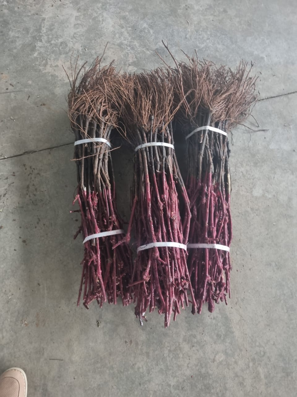 Plants de vigne certifié