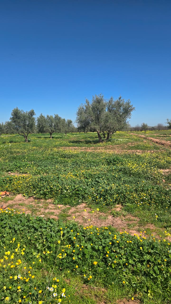 Terrains agricoles nu