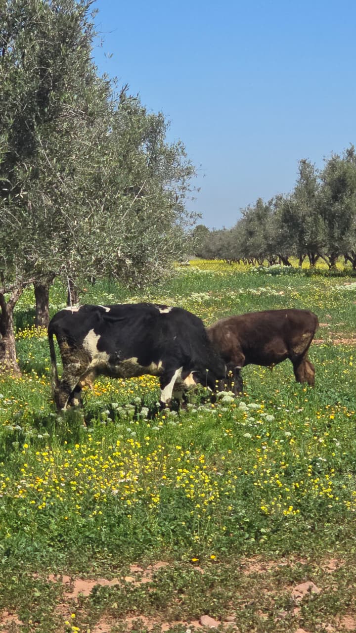 Terrains agricoles nu