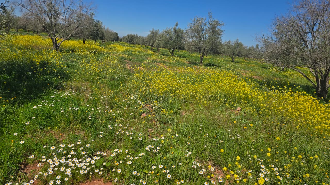 Terrains agricoles nu