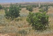 Opportunité d’investissement agricole exceptionnelle dans la région du Souss !