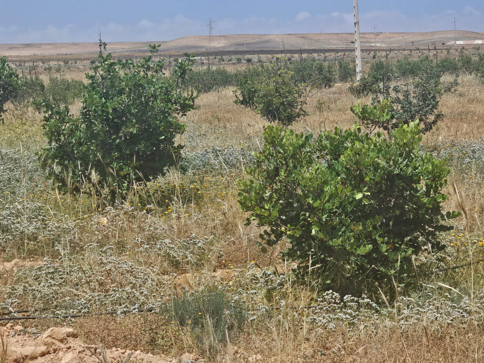 Opportunité d’investissement agricole exceptionnelle dans la région du Souss !