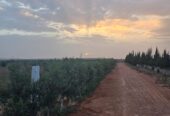 Opportunité d’investissement agricole exceptionnelle dans la région du Souss !
